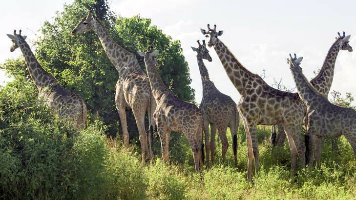 Giraffe roam at Chobe. Photo: David May