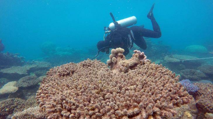 Scientists assess coral mortality at Zenith Reef. Photo: Andreas Dietzel, ARC Centre of Excellence for Coral Reef Studies.