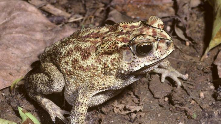 Asian black-spined toad Photo: Victorian Government, DEDJTR