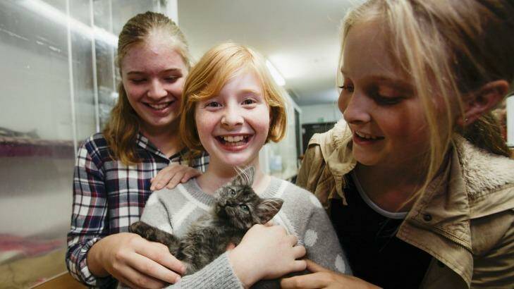 Sisters (from left) Sophie, Abigail and Emma with Prince the cat they are adopting from Sydney Dogs and Cats Home. Photo: Fiona Morris