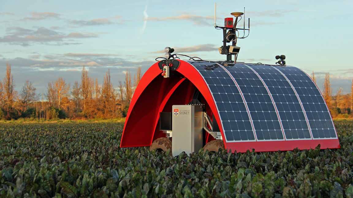 The Ladybird robot in Ed Fagan's beetroot fields.