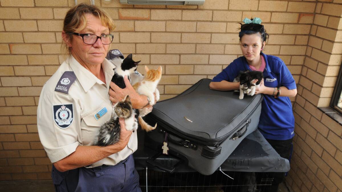 CATS OUT OF THE BAG: RSPCA Inspector Bev Holloway and animal attendant Kim Priest with the five small kittens rescued from a suitcase dumped near a bin. Photo: STEVE GOSCH 0402sgkittens1

