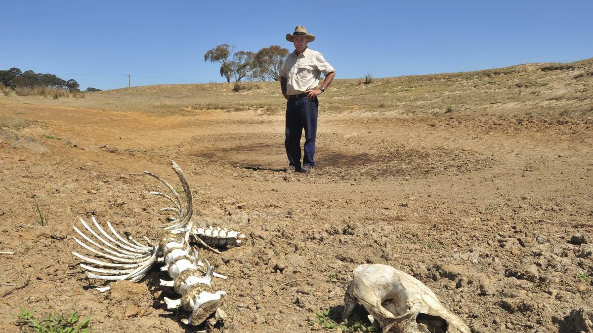 ORANGE: The drought is forcing local farmers such as Des Taylor to take drastic measures as they wait for the rain to fall. Photo: JUDE KEOGH