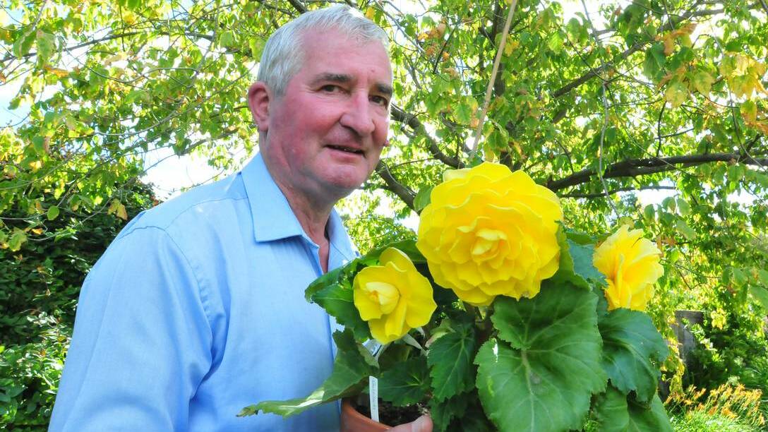 ORANGE: A winner on many fronts at the Autumn Flower Show, the Orange District Horticulture Association president Bob Smith with his tuberous begonia. Photo: JUDE KEOGH 0318flowershow2