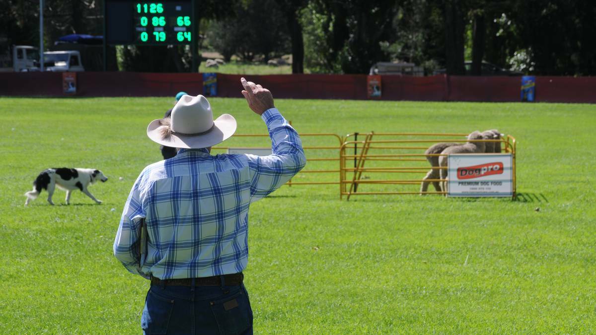 MOLONG:  Judge Phillip Swain indicates that the sheep are succesfully in the pen at the end of a sheepdog trial at the state championships. Photo: MARK LOGAN 0319mlsheepdog4