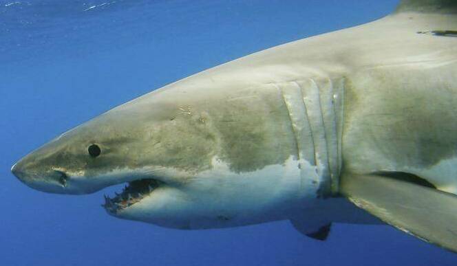 SAD LOSS: Damian Johnson was killed in a shark attack on Saturday, the first shark fatality in Tasmania since 1993. Photo: PAUL JOHNSTON