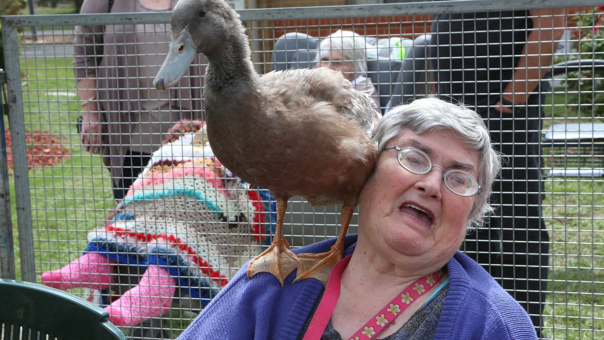 Farm animals interact with the Residents at Benetas St Laurence Court Eaglehawk. Joyce Bettielli with a duck. Picture: PETER WEAVING/Bendigo Advertiser