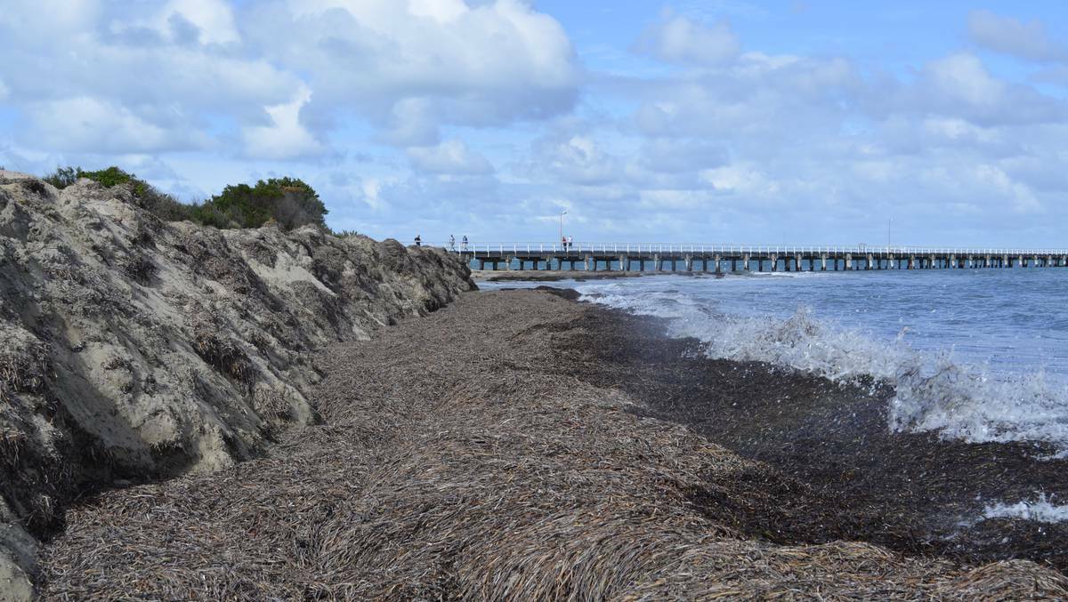 Victor Harbor: A king tide hit the Fleurieu coastline with the City of Victor Harbor Council having already taken steps to create a wall of sea grass to protect the sand dunes from erosion.