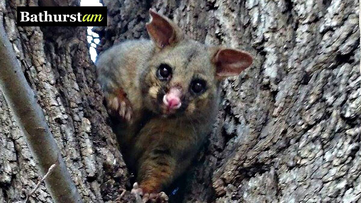HELLO: Rebecca Coffey met this cute little possum in Machattie Park over the weekend. Don't forget to send through your local photos. Email them to acoomans@fairfaxmedia.com.au