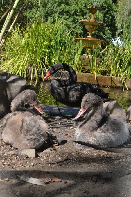 BATHURST: The cygnets living in Bathurst's Machattie Park are growing up fast but are still a big hit.
