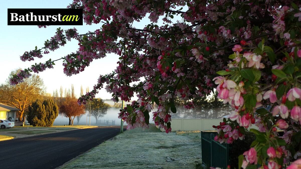 Maragret Paton captured this photo of the Blayney blossoms.  What's happening outside your front door this morning? Share a photo with us by emailing acoomans@fairfaxmedia.com.au or tagging us on Instagram (@westernadvocate). 