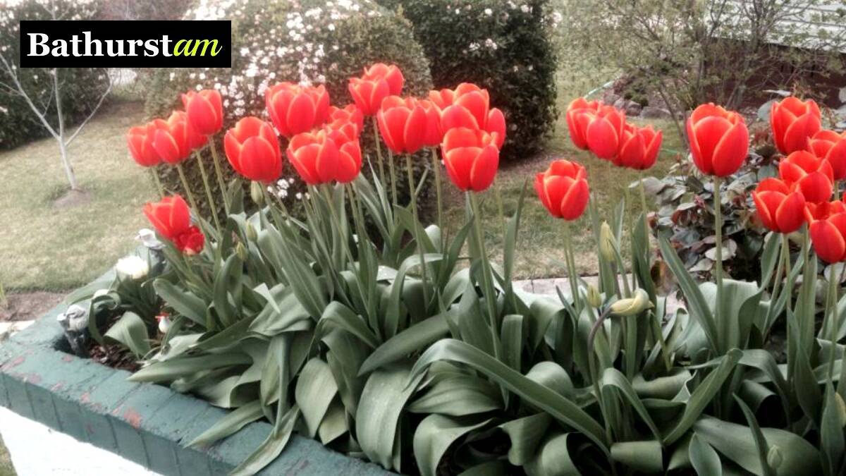 Donna Fisk has been admiring these wonderful red tulips in her mum's garden this spring. If you have a patch of tulips in your garden snap a photo and share it with us - simply email it to nadine.morton@fairfaxmedia.com.au