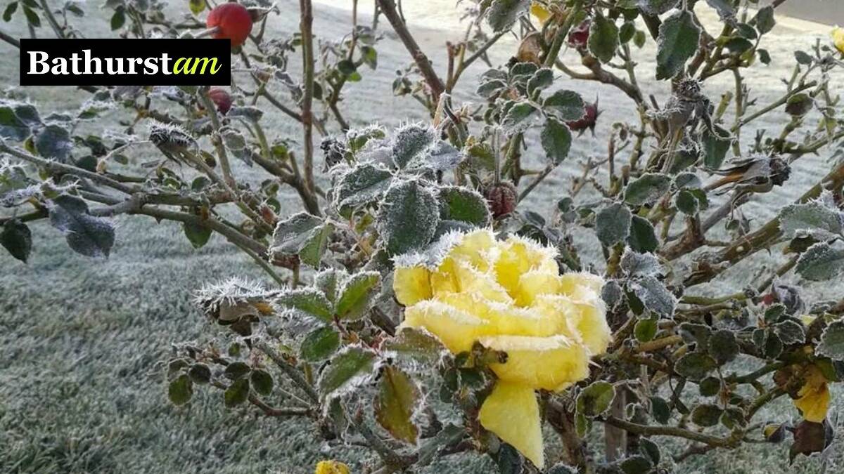 We have a bit of yellow to cheer you up this morning. This beautiful frosty rose was snapped by Lisa Limbrick last week. If you have a photo you would like to share email it to acoomans@fairfaxmedia.com.au