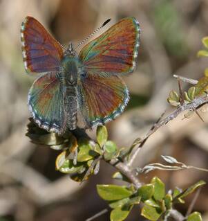 The Bathurst Copper Butterfly