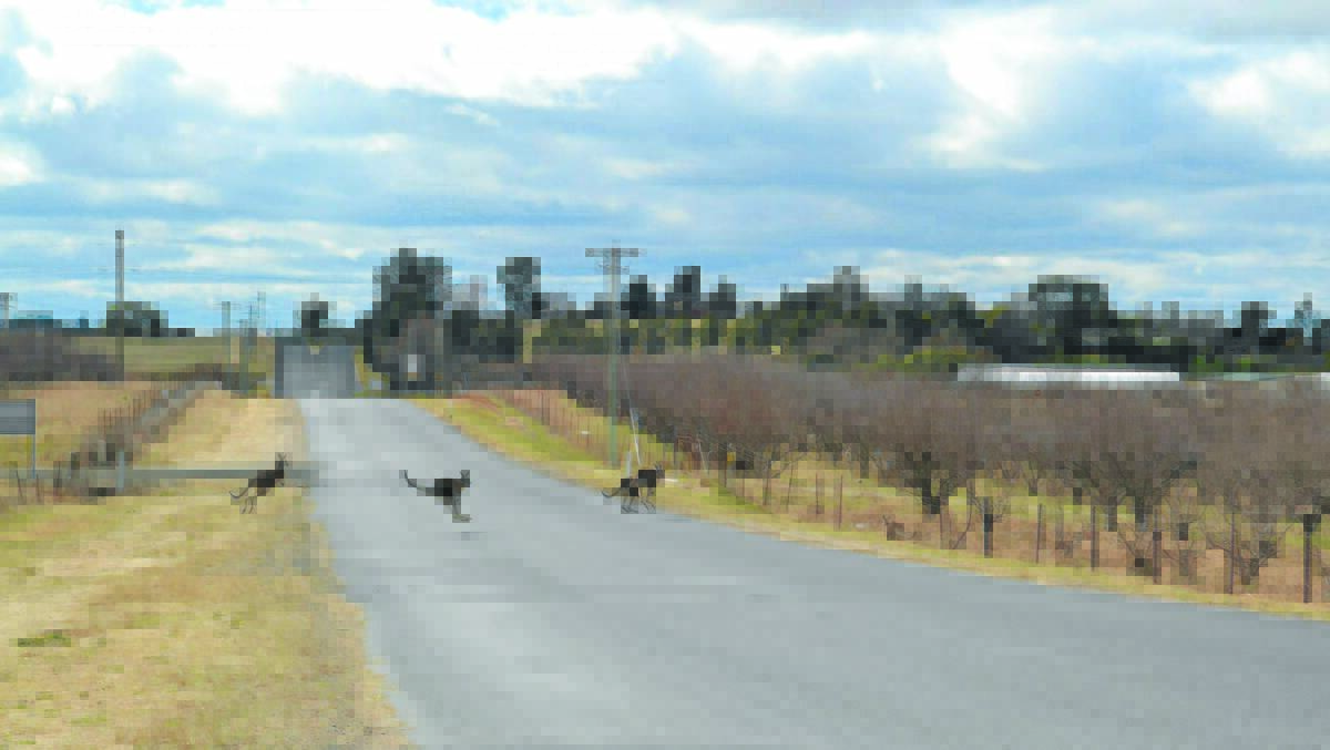 Kangaroos running scared in suburbia | Photos