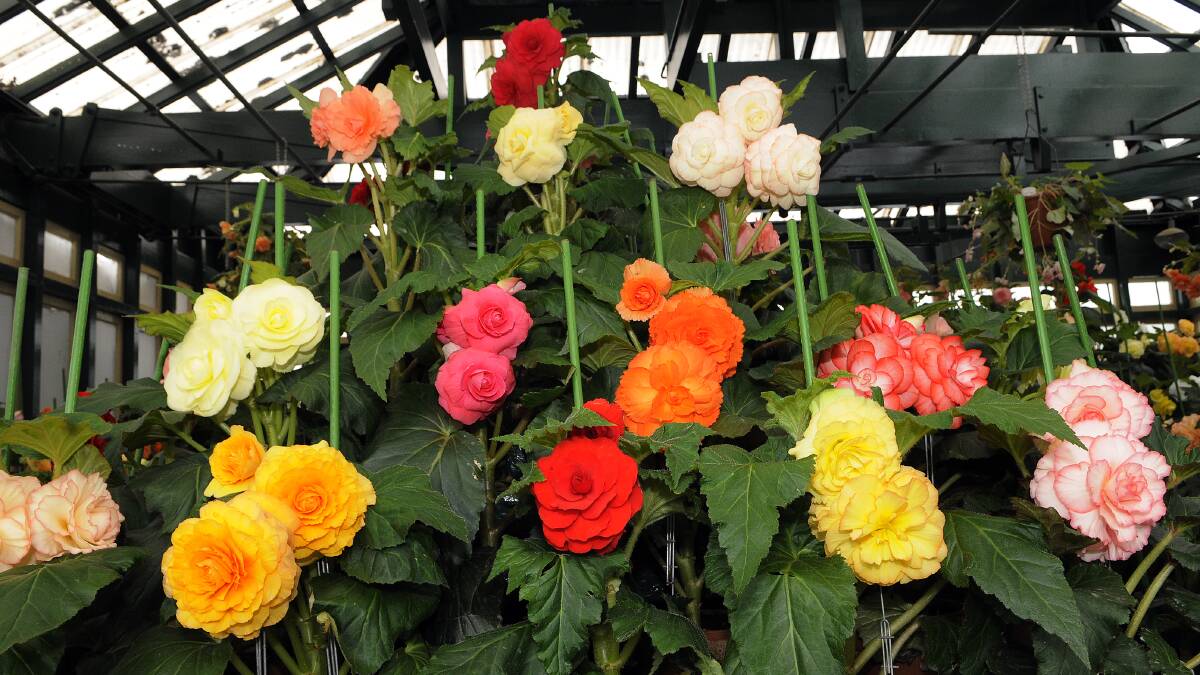 BLOOMING LOVELY: It’s that time of year: the begonias are on show at the Begonia House in Machattie Park. Council did a great job keeping the park looking good during the long, hot summer. Recent rain, however, will have made that job much easier. Photo: PHILL MURRAY 0306140snap