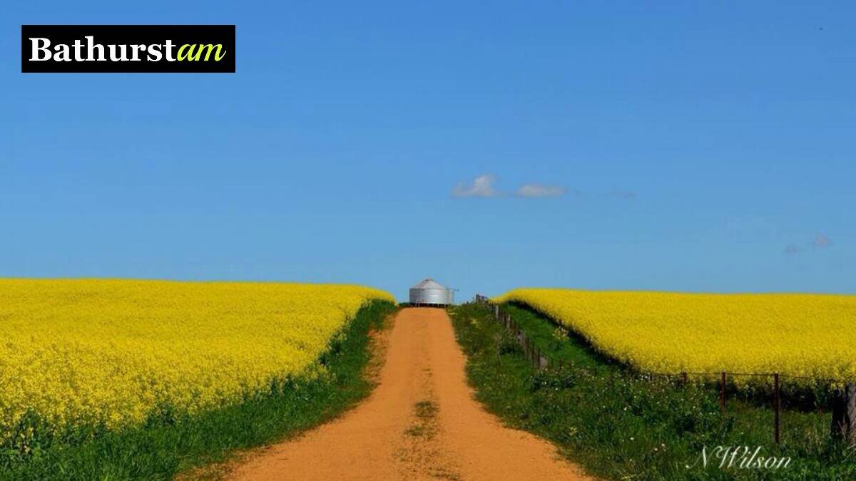 The fields of gold are attracting photographers like bees to honey. This photo was shared by Nyree Wilson - what a beautiful road to wander down. If you have a photo you would like to share email it to nadine.morton@fairfaxmedia.com.au