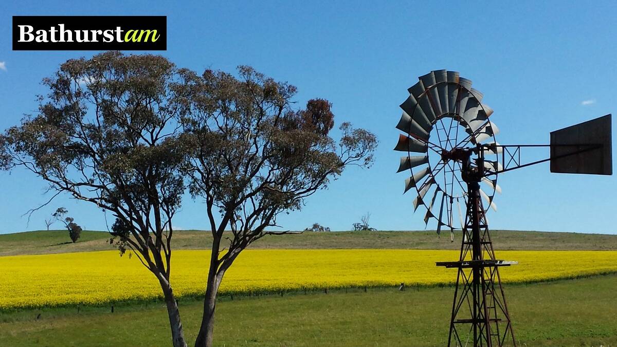 Yesterday we featured a photo of Wyangala Dam, and today we are just down the road. These bright canola fields were snapped by Margaret Paton, who was travelling the Mid Western Highway between Blayney and Cowra. She stopped near the turn off to Wyangala Dam to take this photo.