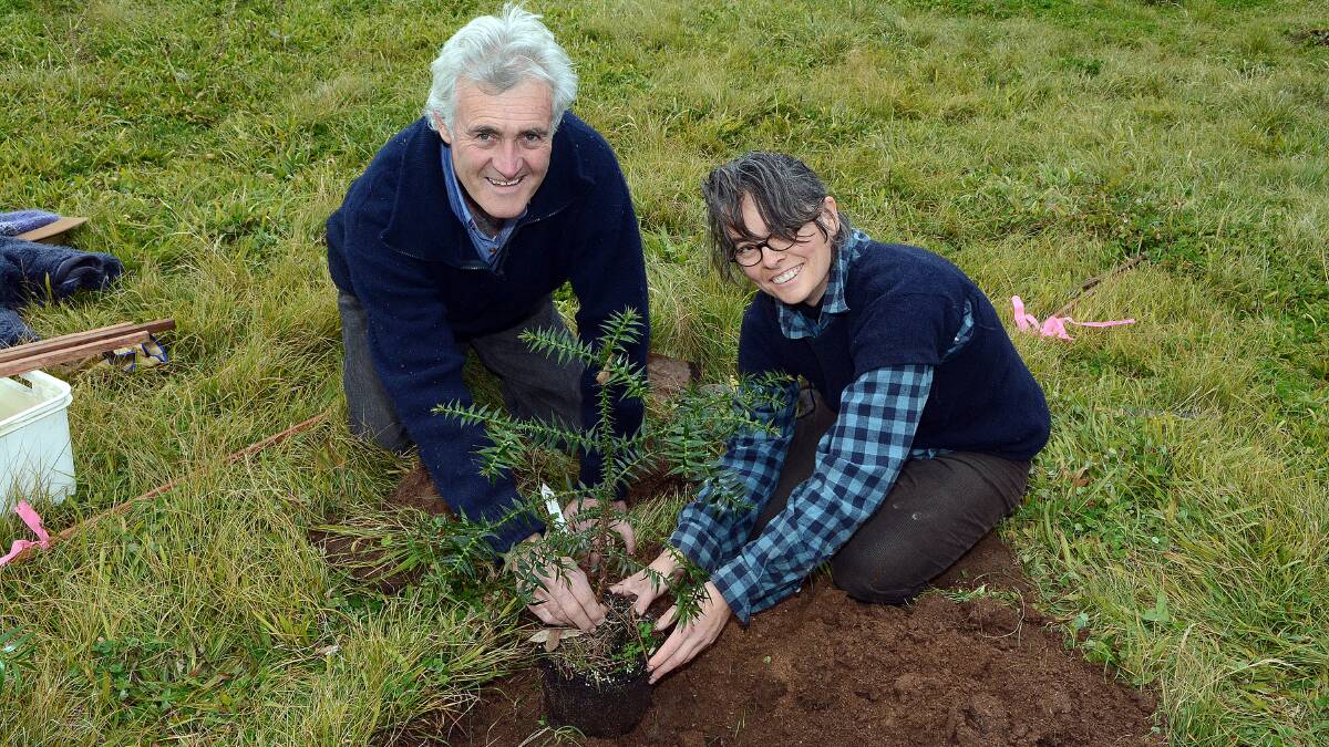 GREEN MACHINE: John Fry and Stephanie Luke plant a bunya tree at Rahamim Ecological Learning Community on Thursday. 	072414ptree