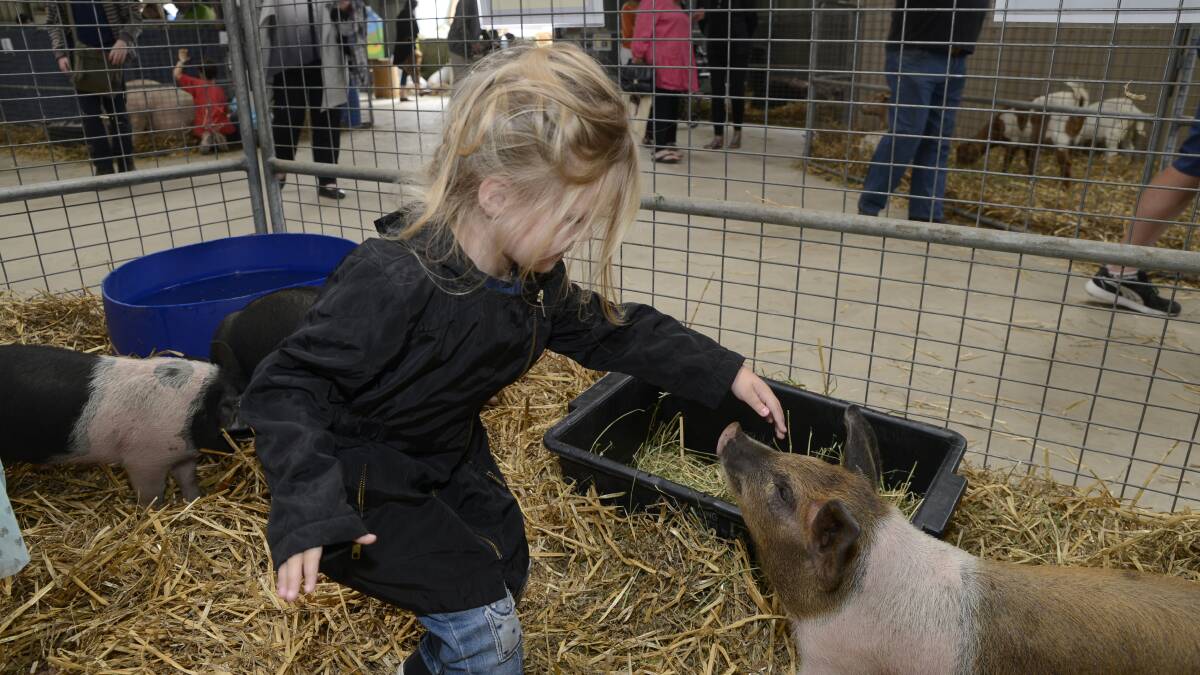 FIRST ENCOUNTER: Three-year-old Kaylee Preston met a little at the animal nursery at the Royal Bathurst Show on Friday. Photo: PHILL MURRAY	 040816pshow3