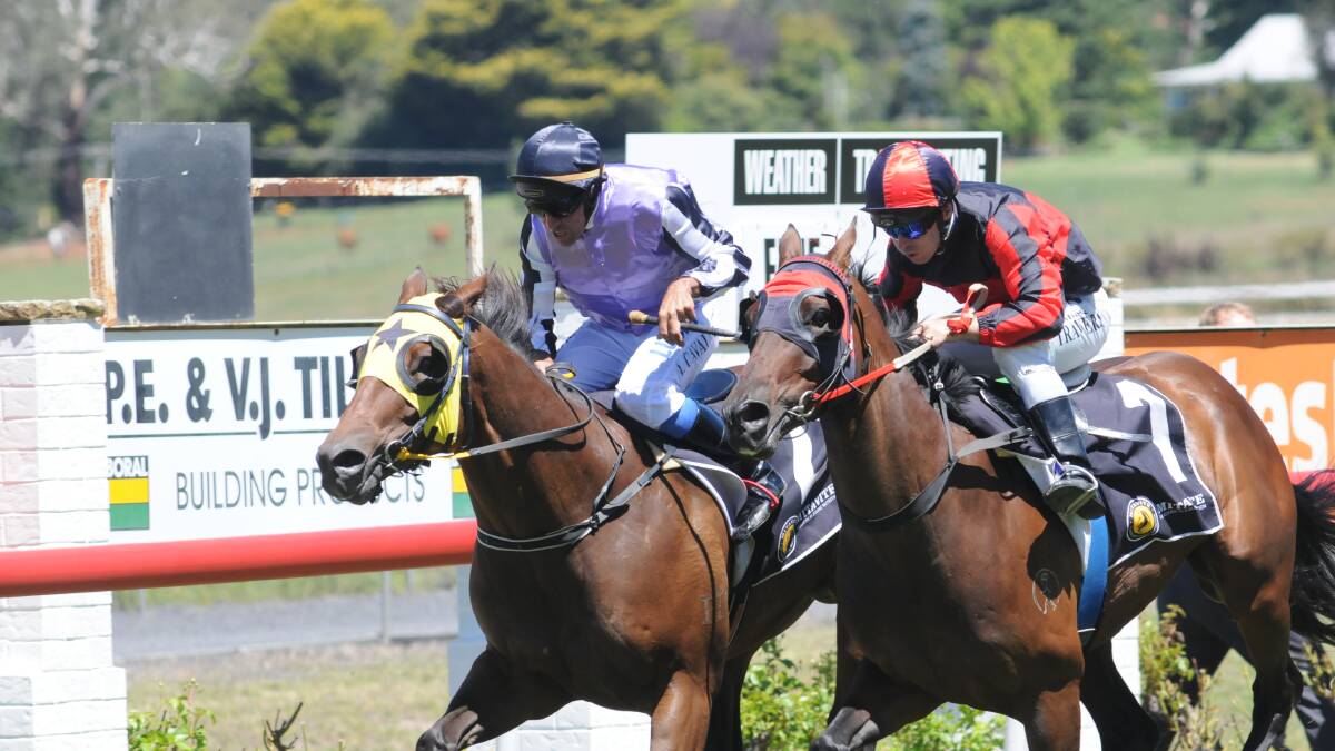 STILL GOING STRONG: King Derota (right) nabs Prettylittlefellow on the line during Friday’s meeting race at Towac Park. Photo: JUDE KEOGH
	0130races2