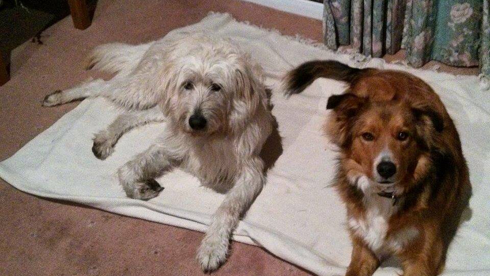 Clancy, a brown border collie, and Lola, a white retriever, went missing about 4.30pm yesterday.