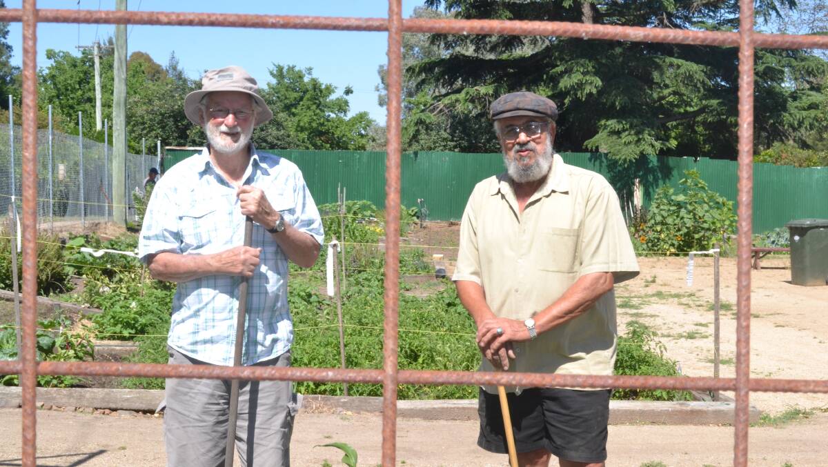 GREEN THUMBS: Radwan Jubarah and Rod McRobert just love pottering in Bathurst's community garden. Photo: BRIAN WOOD	 112415garden2