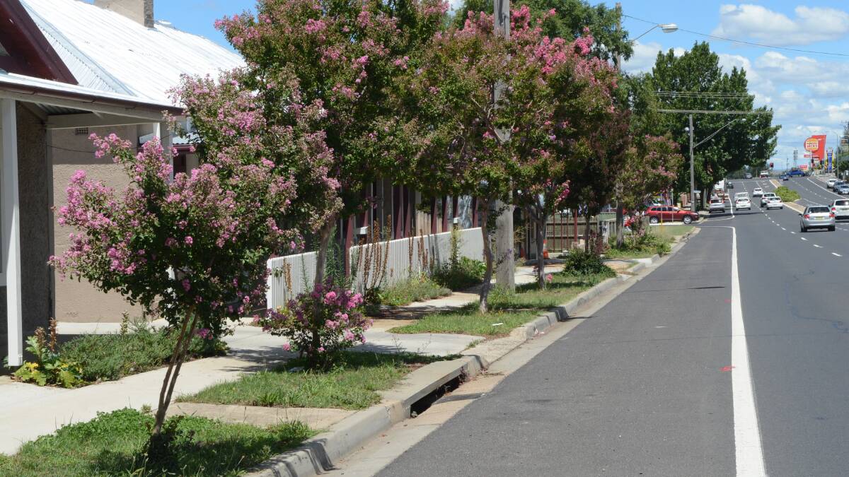 CHOPPING BLOCK: The crepe myrtle trees in Durham Street are set to go, but one Bathurst resident wants to see them stay, or at least be given a new home. Photo: PHILL MURRAY	012915ptrees1