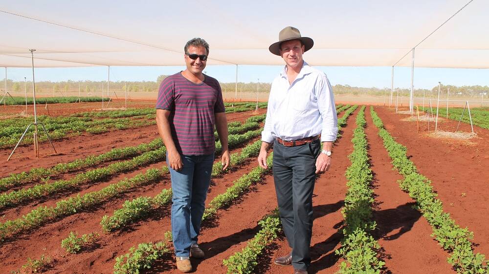 PEANUT POTENTIAL: Dr Ali Sarkhosh and Primary Industry and Fisheries Minister Willem Westra van
Holthe inspect the peanut trial currently underway at the Katherine Research Station on Friday aftenoon.