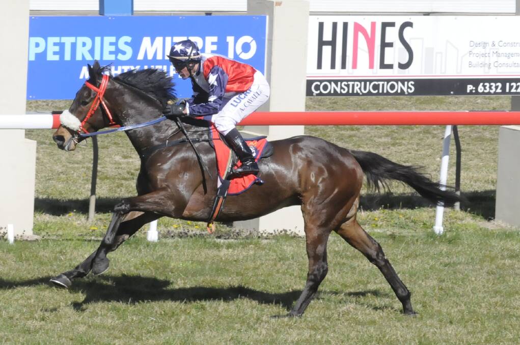 BACK IN ACTION: Bathurst’s reigning Horse of the Year, Dashexpress, will start his latest campaign at Tyers Park today. Photo: CHRIS SEABROOK 	081313cturf1