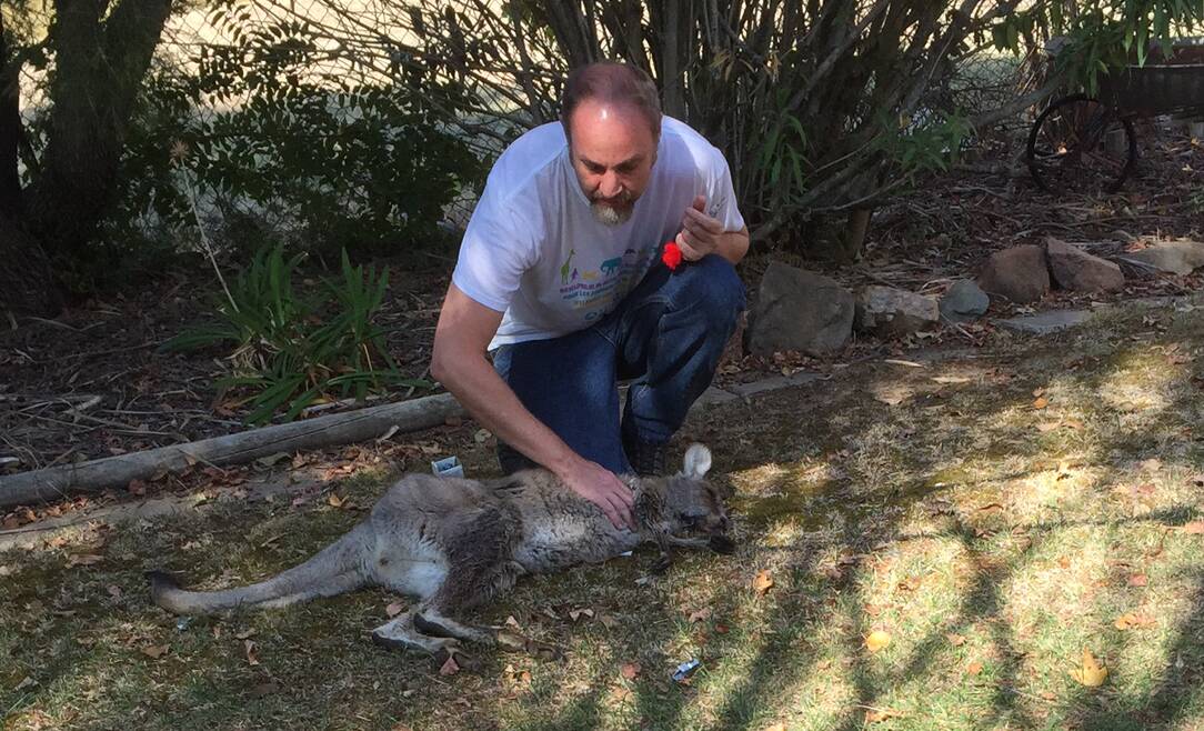 CONCERN: Bathurst ecologist Ray Mjadwesch examining two sedated kangaroos after a mammoth rescue operation near Mount Panorama on Thursday. Photo: SUPPLIED 	042216roorescue1