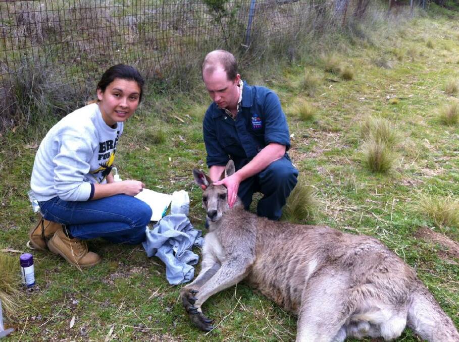 PRESERVATION: University of Technology’s Melanie Purdy and veterinarian Dr James Hunter with an alpha male eastern grey kangaroo, the first to be darted and tagged in the Bathurst Kangaroo Project. Photo: SUPPLIED 	090914kangaroo2