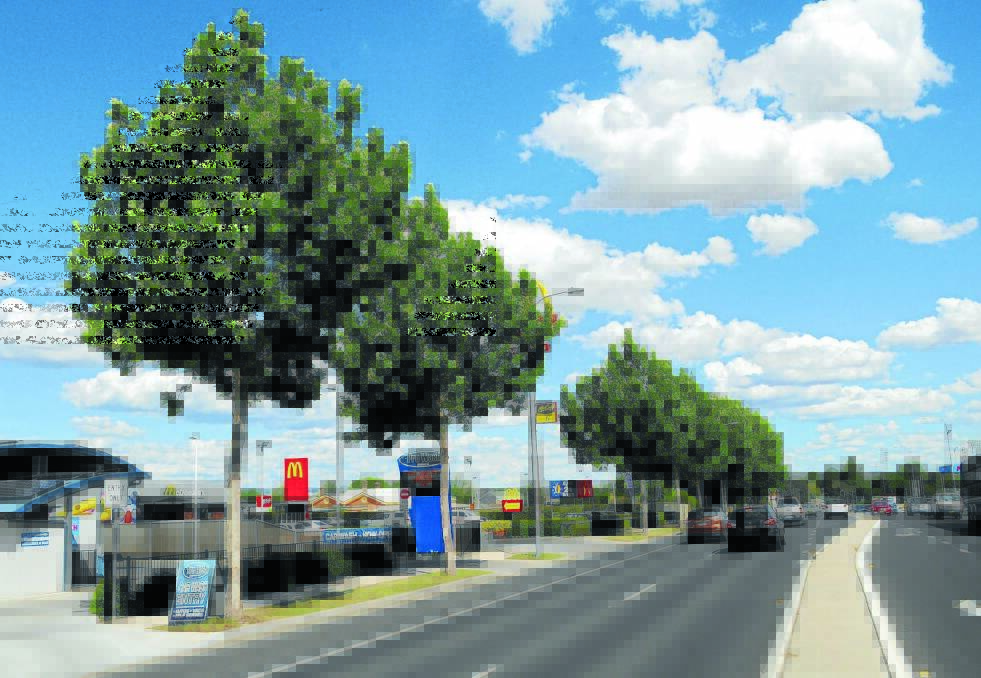 CHOP CHOP: These London plane trees on Durham Street are set for the chop as Bathurst Regional Council rethinks its tree planting program along that busy highway location.	 120814ctrees1