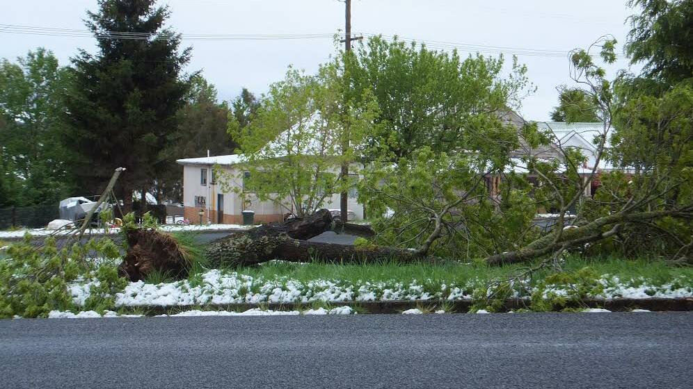 WIND DAMAGE: This tree was brought down by the wind in Oberon. 101514oberon