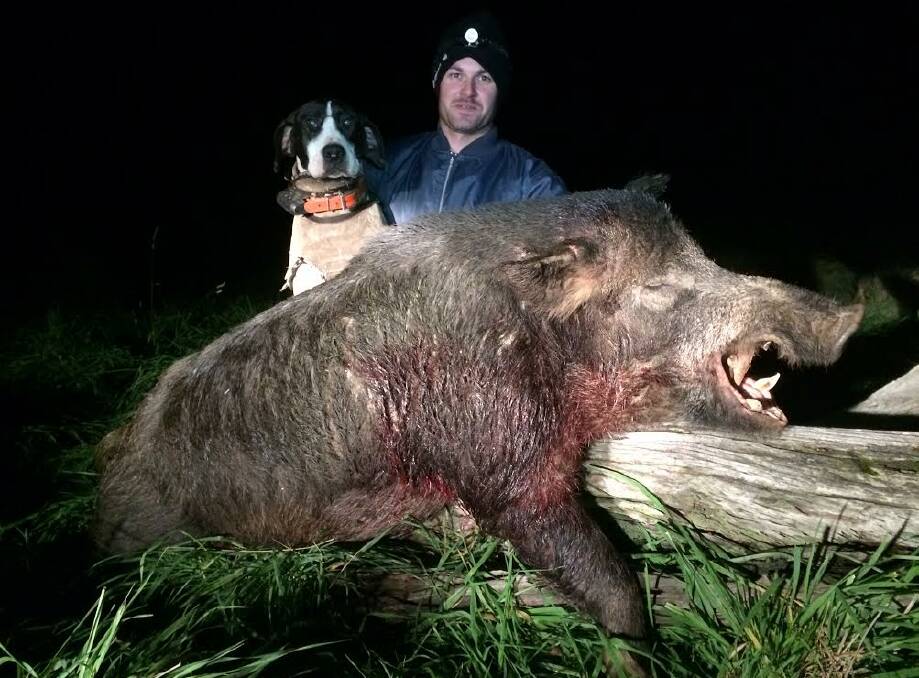 PORKER: Huge feral pigs such as this boar are being caught in the Upper Turon area where they have become a menace for farmers in the high country to the north of Bathurst.	 061114pig2