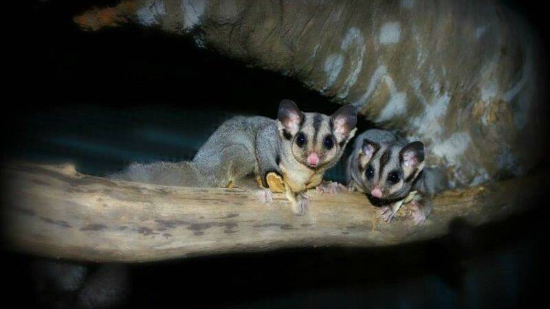 SAFE: The young sugar gliders during their time in care, just prior to release. Photo: Nicole Wiggins, WIRES Central West.