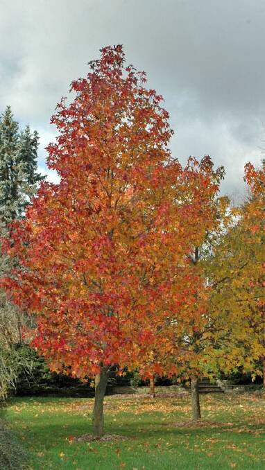 ADDITION: The liquidambar is a very hard, frost-tolerant, deciduous tree.
