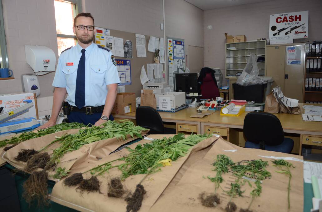 GREEN WASTE: Chifley local area command duty officer Inspector Andrew Spliet with the cannabis seized on Wednesday. Photo: PHILL MURRAY 	112714ppolice