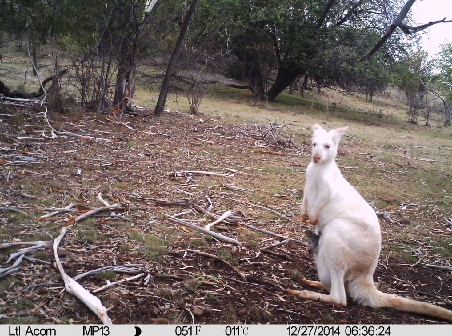 CANDID CAMERA: A UTS camera trap captures an albino doe and her joey on Mount Panorama. Photo: Bathurst Kangaroo Project. 033015mount2