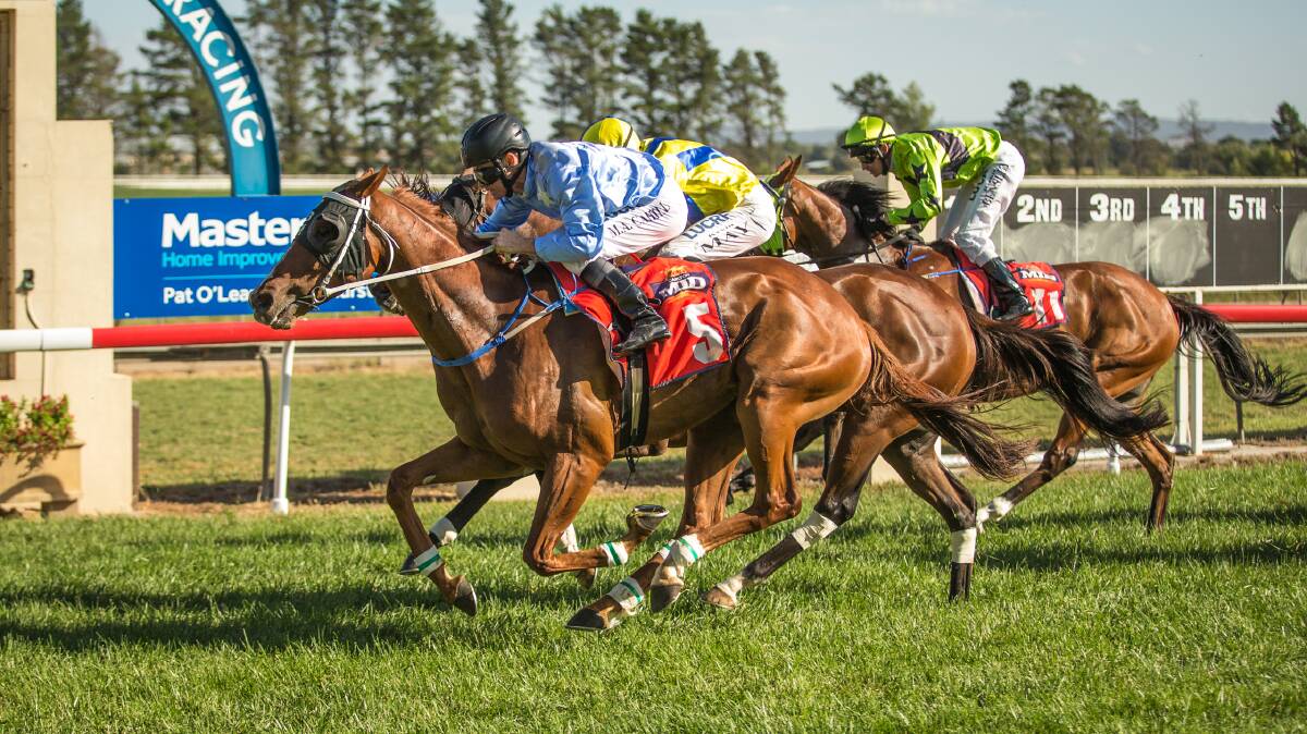 CAN HE DO IT AGAIN?: Cardiff Prince, pictured winning last year’s Bathurst Cup, will be back tomorrow to try to make it a double. Photo: JANIAN MCMILLAN, www.racingphotography.com.au