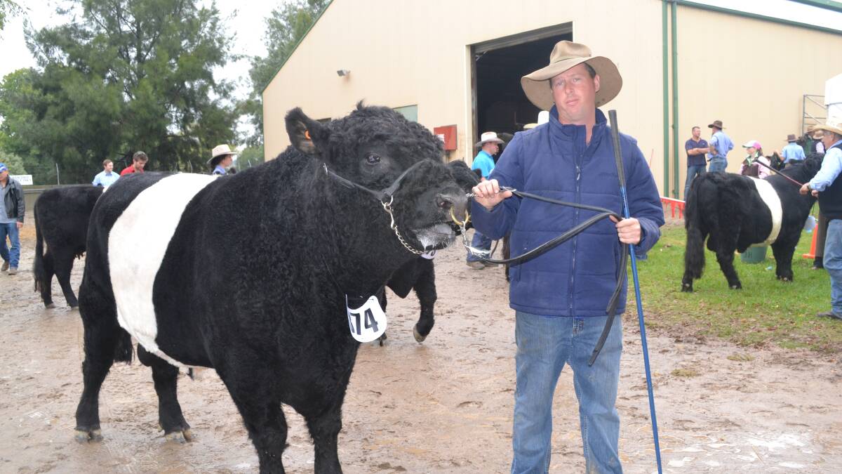 WINNER: Peter Munday from Caloola with his champion Belted Galloway bull which took out the title of grand champion male and supreme grand champion bull in its section at this year’s Royal Bathurst Show. Photo: BRIAN WOOD 	bwshow15