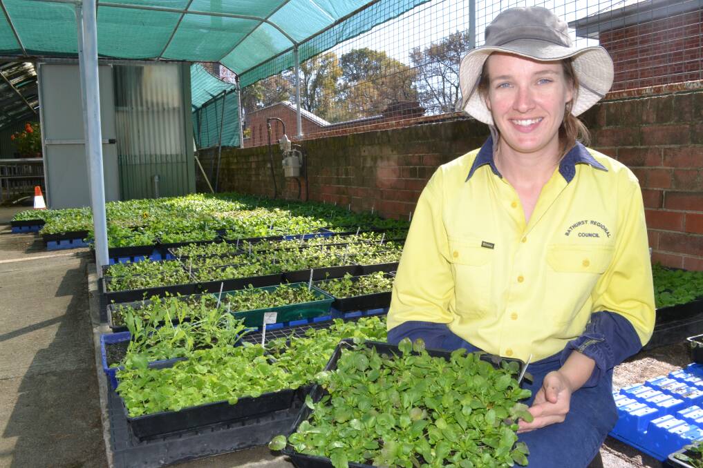 COLOUR PARADE: Melanie Smith from Bathurst Regional Council in the nursery with seedlings ready for planting in Machattie Park in coming weeks. Photo: BRIAN WOOD 041316mel1