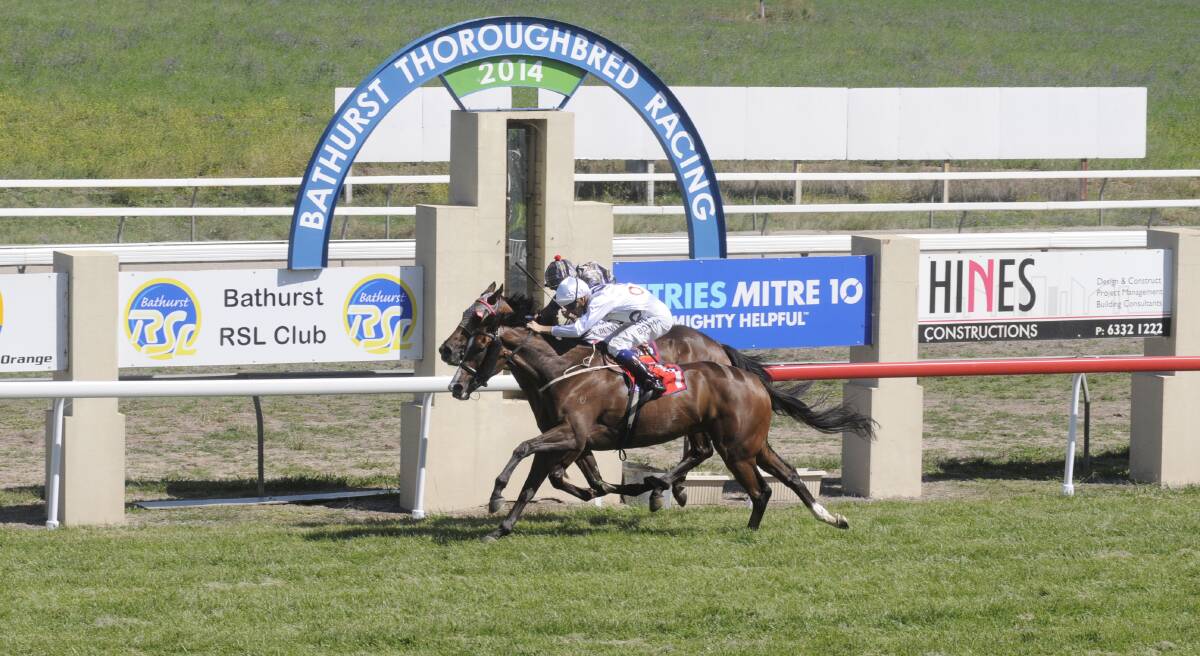 IN GOOD TOUCH: Bathurstian (rail) journeys to Wellington today looking to continue his good string of results this preparation. Photo: PHILL MURRAY 022314cup1
