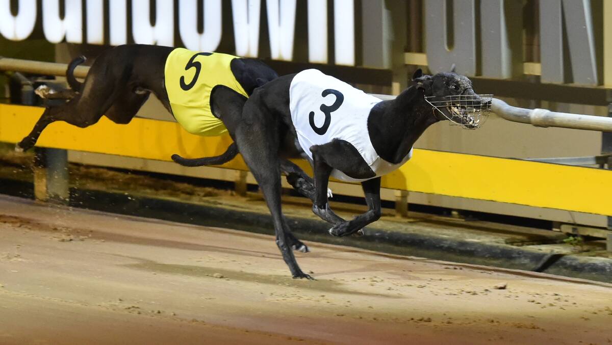 VICTORY: Bourbski Fever races away to take out the $145,000 Bold Trease Final at Sandown Park. Photo: CLINT ANDERSON - BLUESTREAM PICTURES 	1121bourbski