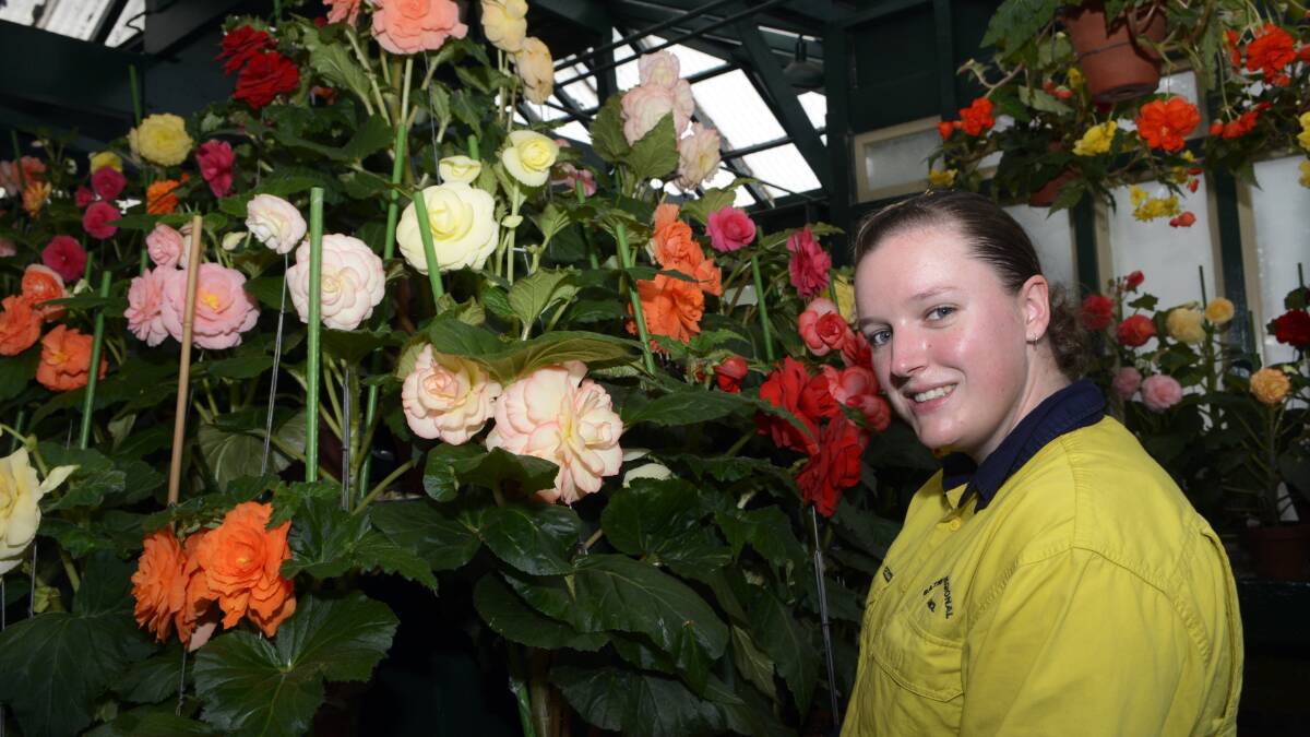 SITTING PRETTY: Bathurst Regional Council parks and gardens apprentice Georgia Sewell said this year's display of begonias is exceptional and has invited the public in to look at the exotic blooms. Photo: PHILL MURRAY 040414pbegonia