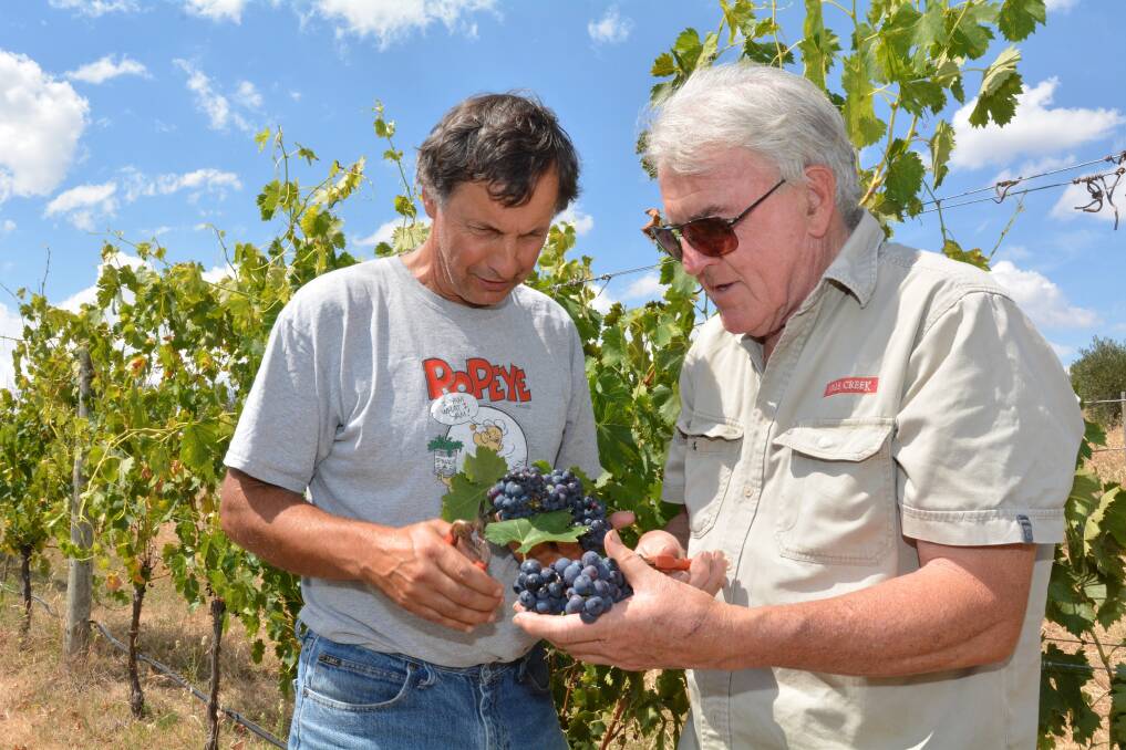 TOP DROPS: Renzaglia Wines’ Mark Renzaglia and Bathurst Regional Vignerons Association president Tony Hatch say this year’s harvest is looking good. Photo: ZENIO LAPKA 021815zvino