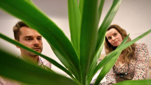 Eye and Ear Hospital doctors and article co-authors Adrian Dragovic and Maria Vartanyan examine a yucca from a safe distance. Photo: Joe Armao
