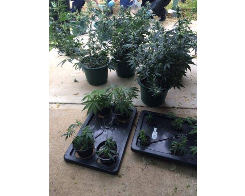 Police seized  36 cannabis plants and 390 grams of leaf from a property north-west of Parkes.