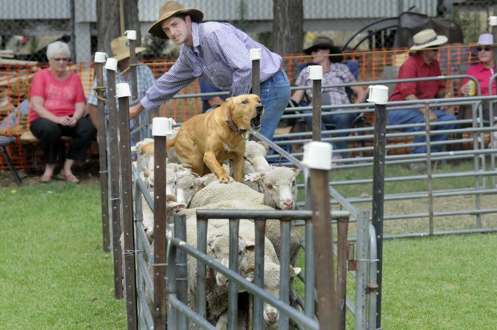 AUSSIE EVENT: The Australia Day Sheep Dog Trials are sure to celebrate the spirit of the day on Monday. Pictured is Chris Edmunds from Oberon with his dog Ding at last year’s event. Photo: CHRIS SEABROOK 012614csheep2