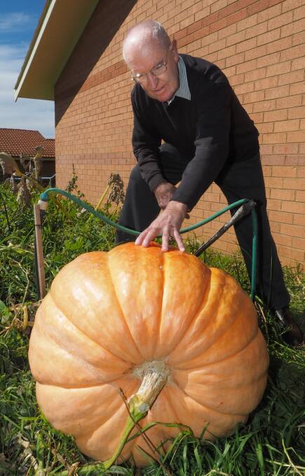 WHOPPER: Local Merv Parlett, who has been involved with the Royal Bathurst Show for 60 years, has been busy growing what he hopes will be a 
prize-winning pumpkin. Photo: ZENIO LAPKA                                                                  042314zmerv2
